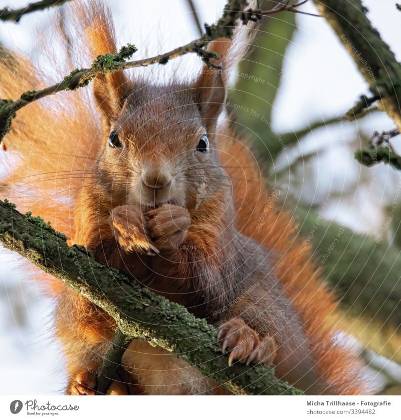 Eating squirrel in a tree Squirrel sciurus vulgaris Head Animal face Eyes Nose Ear Paw Claw Pelt Wild animal To feed To hold on Tails Twigs and branches Tree