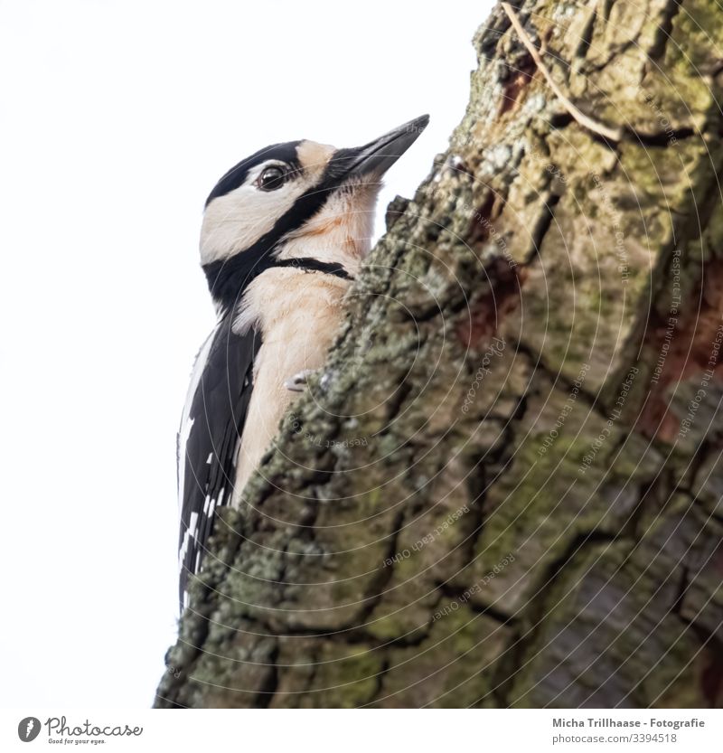 Great spotted woodpecker on tree trunk Woodpecker Spotted woodpecker Dendrocopos major Head Beak Eyes Feather Plumed Grand piano Animal face Bird Wild animal