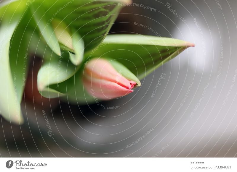 tulip flower Blossom Tulip Flower Close-up Plant Spring Detail Nature Colour photo Blossom leave Shallow depth of field Deserted Blossoming Day Blur Pink Garden