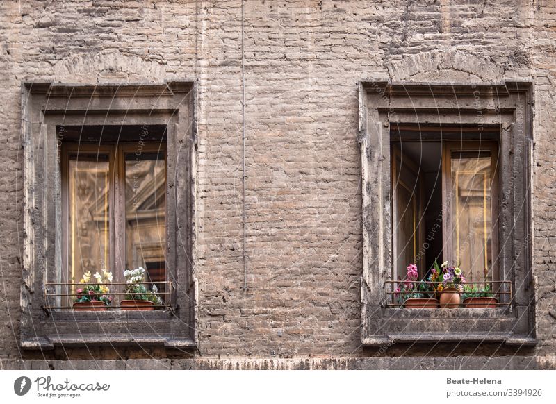 Cityscapes: Reflection in windows of a dark old building decorated with flowers reflection Window flower decoration Old building Bright spot cityscape conceit