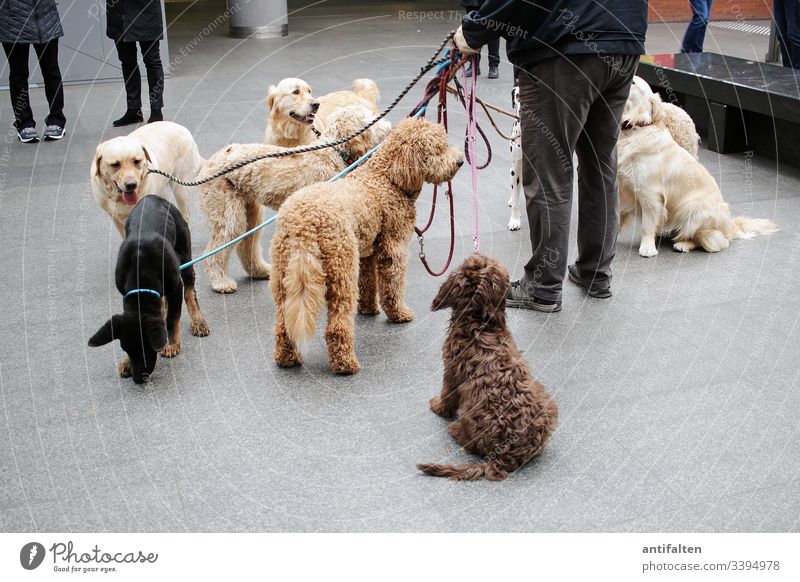 No pack formation Dog dogs master Man leash Legs Dog group Pet Animal Walk the dog Interior shot Train station Places Colour photo Sit Stand Brown Labradoodle