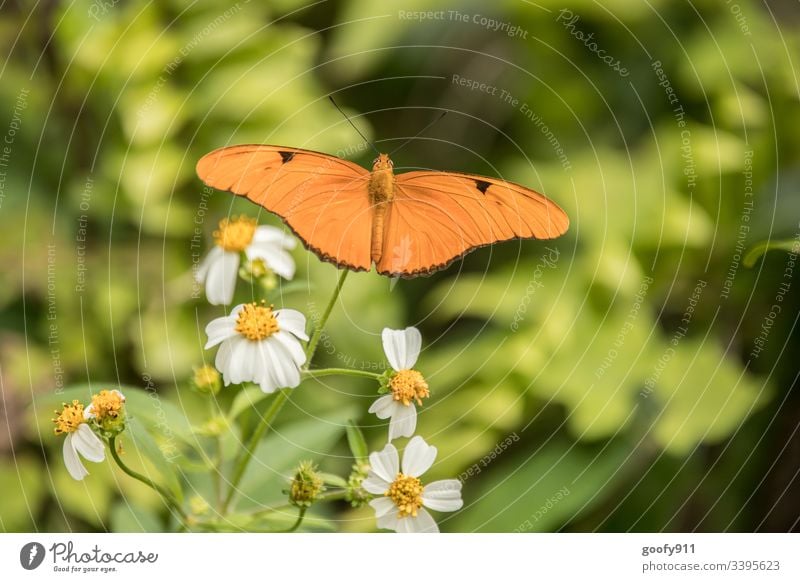 butterfly Butterfly Insect Feeler Nature Close-up Sit Animal Animal portrait Grand piano Detail Delicate Colour photo Exotic Plant bleed flaked Flying Park