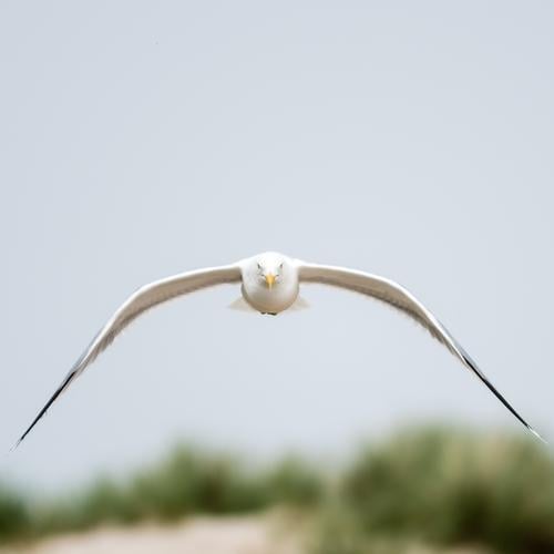 Seagull in focus Gull Flies Eye contact Grand piano Bird Flying Feather Baltic Sea Dominican Gull Ease Hunting Black-backed gull Larus dominikanus Elegant