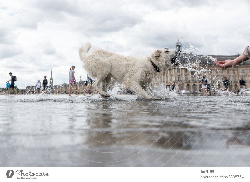 white dog gasps for water Dog White White-haired Playing Movement agility Hand Water Inject Old town France surface of the water Deluge Animal Joy 1 Force
