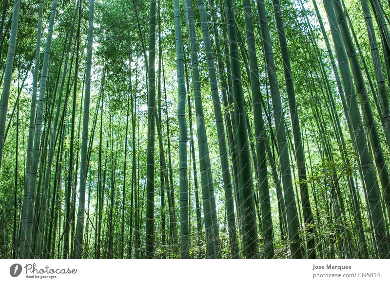 bamboo forest Bamboo Forest Green Nature Japan Travel Virgin forest Exterior shot Environment
