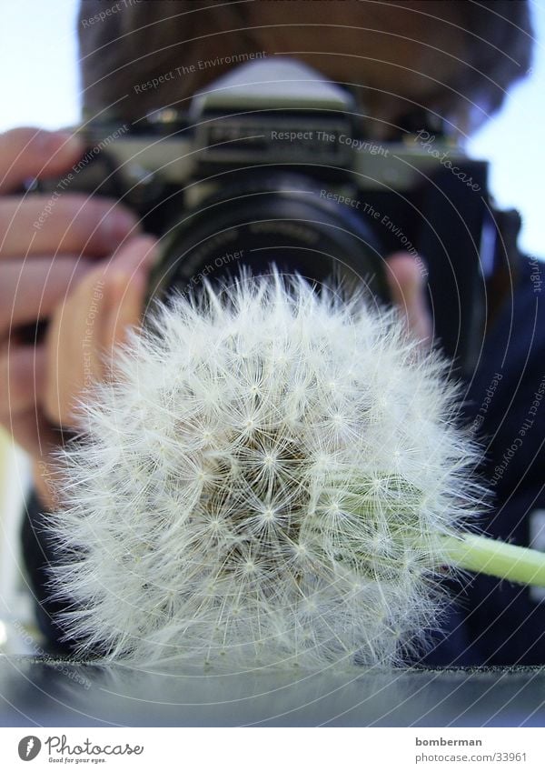 The photographer with the dandelion Photographer Dandelion Photographic technology Camera
