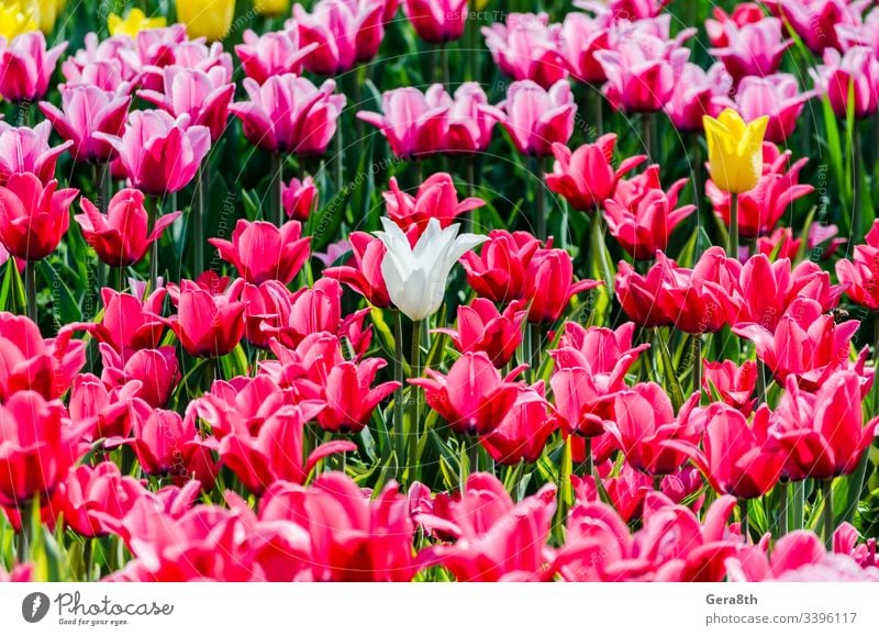large blooming flower bed with pink hybrid tulips Dutch Holland Netherlandish Netherlands alone blossom blossoming bulbous crossbred florescence flowerbed