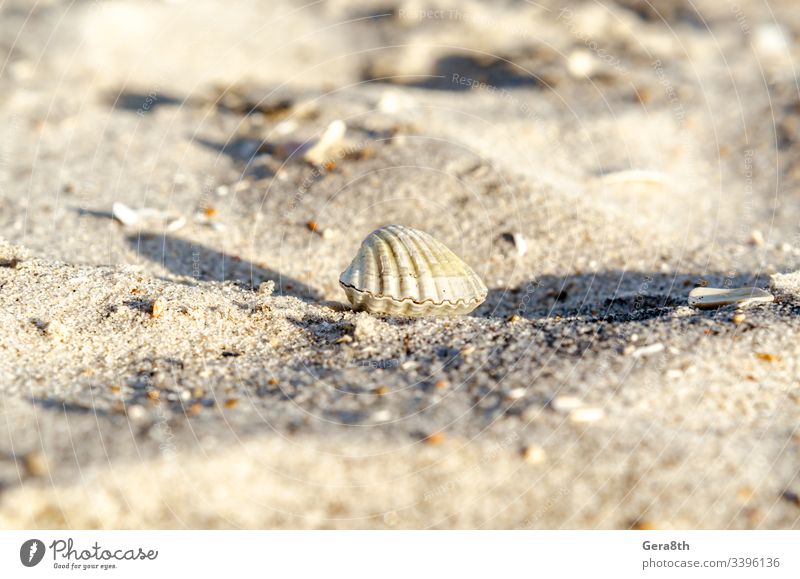 small seashell on sand close up beach coast corrugated evening fluted jugate macro morning ribbed ribby shadows shore sunny wavy white