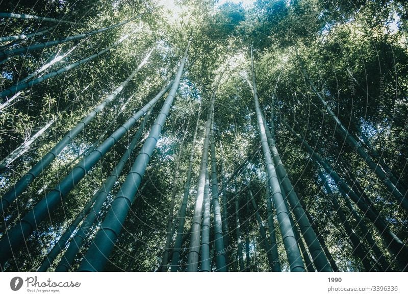Bamboo Forrest tops in Kyoto bamboo forest Bamboo stick Plant Growth Nature Asia Shadow Japan Green Garden