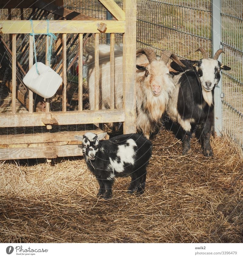 Proud parents Goats Father Mother Child inquisitorial Gate Fenced in Family & Relations Enclosure Petting zoo animals animal portrait Considerate Responsibility