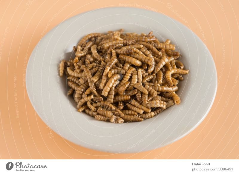 Endible worm plate in grown background edible fried insect larva protein
