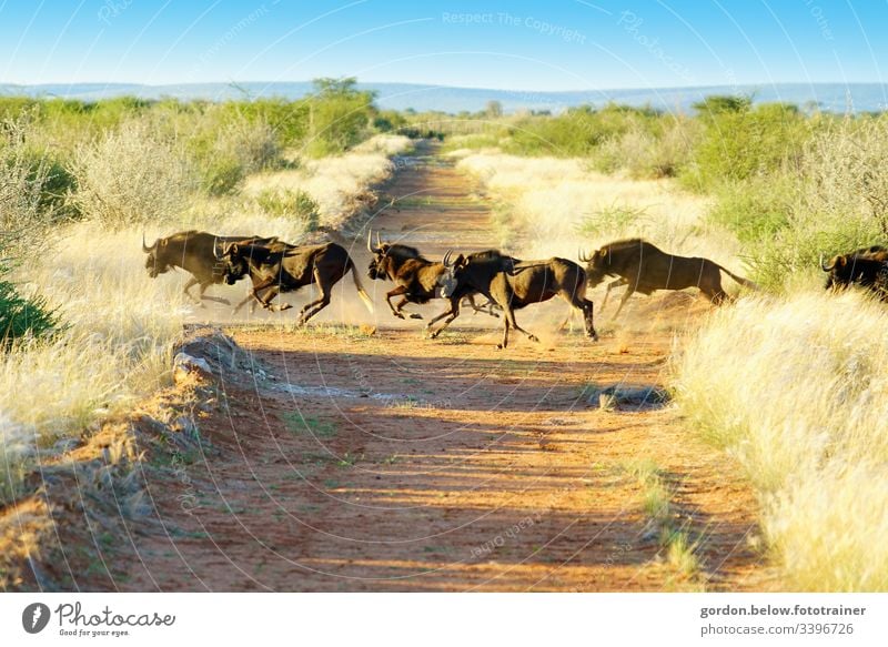 # Namibia Wild Herd daylight Summer Landscape format Light Shadow panoramic shot Colour A herd of wild buffalo in the middle of the picture sparse green