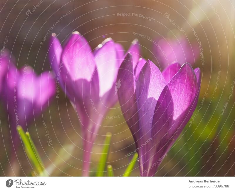 Purple crocus in the city Germany air background beautiful beauty bloom blooming blossom closeup color environment field flora floral flower foliage garden