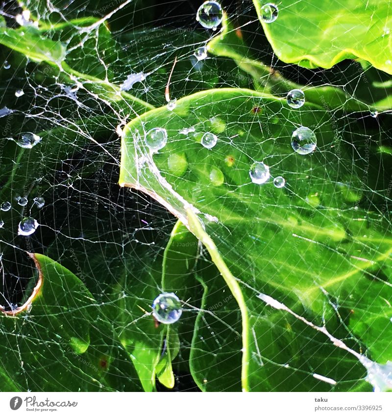 Morning dew on spider web morning dew Drop Spider's web Weather Leaf Rachis Leaf green Net