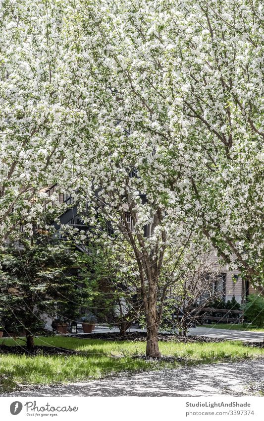 White blooming tree growing in the patio trees blossom spring springtime garden gardening orchid branch branches blossoming flowers flowering cherry tree