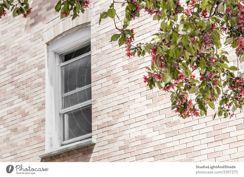 Window with a view over a blooming tree window building house home brick wall trees blossom spring springtime branch branches blossoming flowers flowering