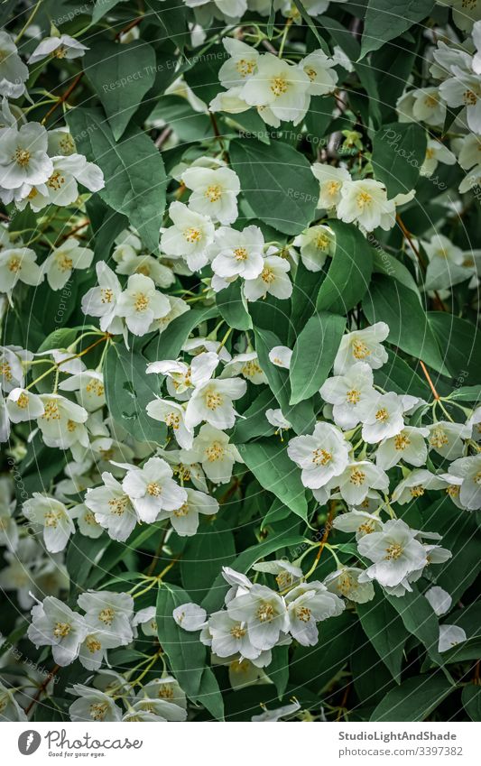Background of white jasmine flowers petals spring springtime leaves blossoming bloom blooming flowering Canada Canadian urban yellow green foliage garden