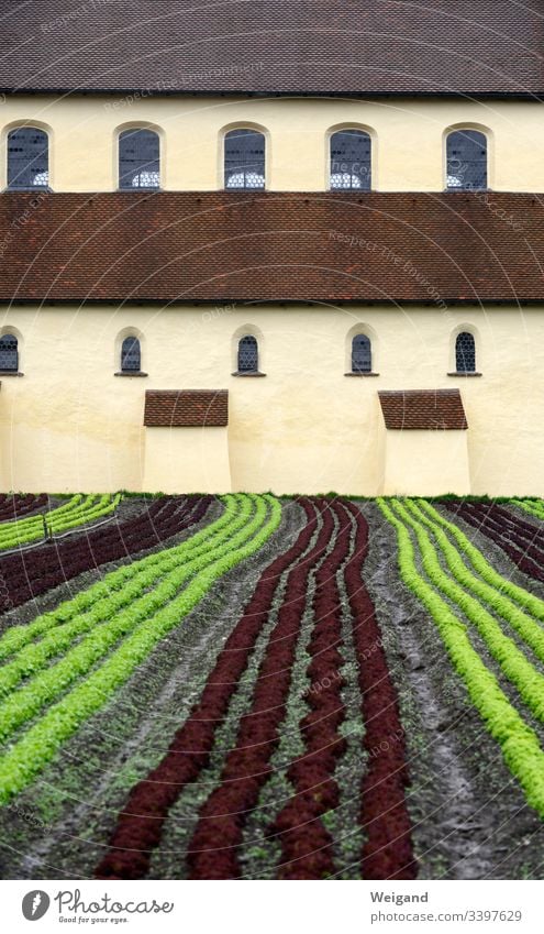 monastery garden Garden Lettuce Slow food Organic produce Lake Constance Reichenau Monastery Church Agriculture