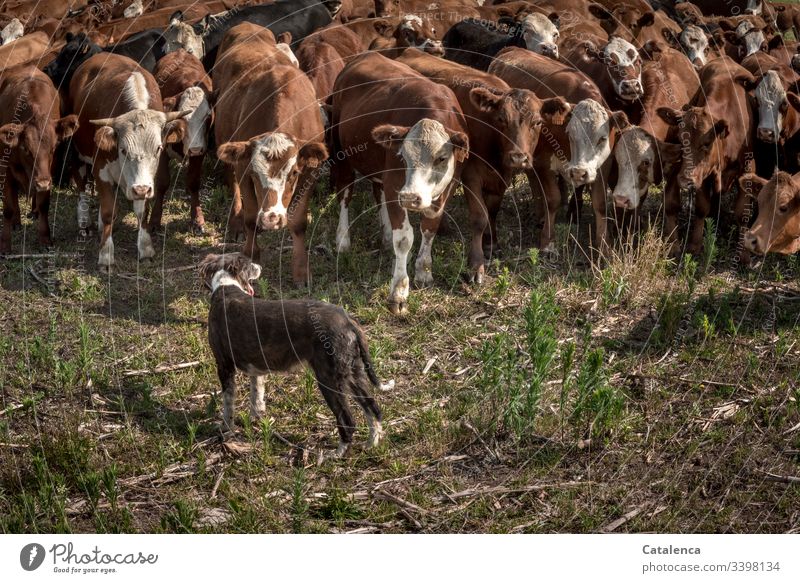 A dog stops cattle from escaping Pampa Farm animal Herd Animal Brown Green Exterior shot Deep depth of field Animal portrait looking cows Cattle farming