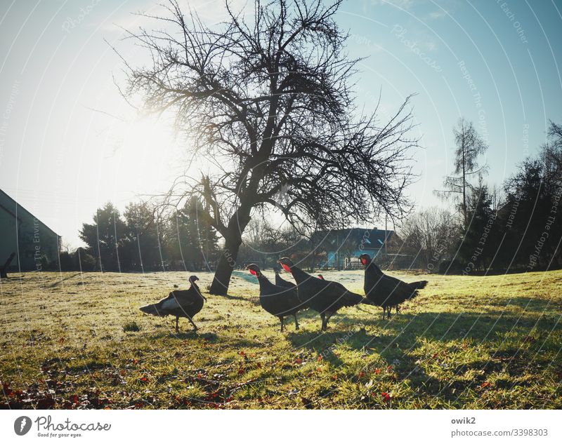 confrontation Turkey Turkeys Group of animals Meadow Grass Tree Sun Sunlight Back-light out Exterior shot excited Farm animals Cluck quarrel Conflict