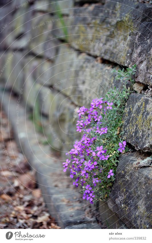 mauerBLÜMCHEN Environment Plant Animal Spring Flower Blossom Beautiful Violet Happiness Joie de vivre (Vitality) Endurance Grief Longing Wall plant