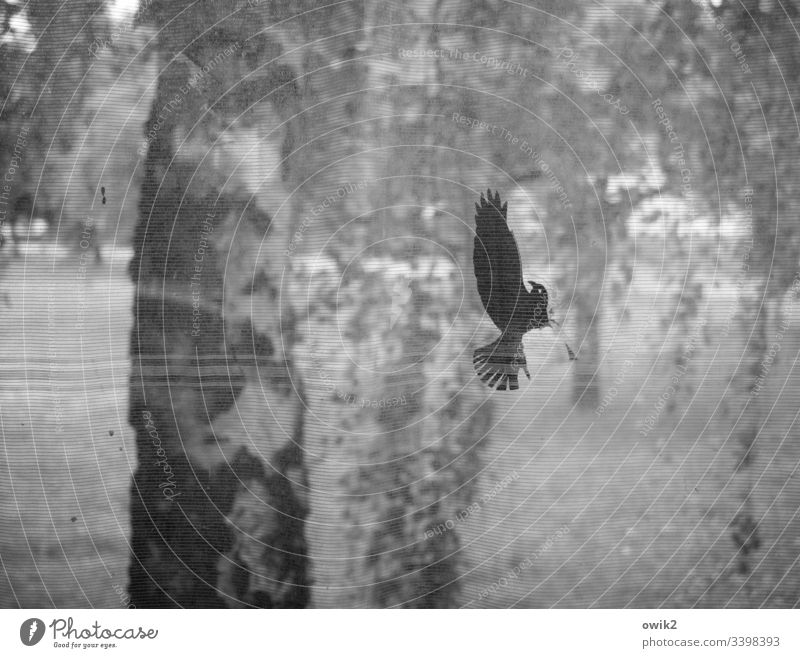 fallen angel Pane stickers detail Transparent Bird Crash corrupted wounded Helpless shallow depth of field Window pane Slice Glass Copy Space Tree trunk