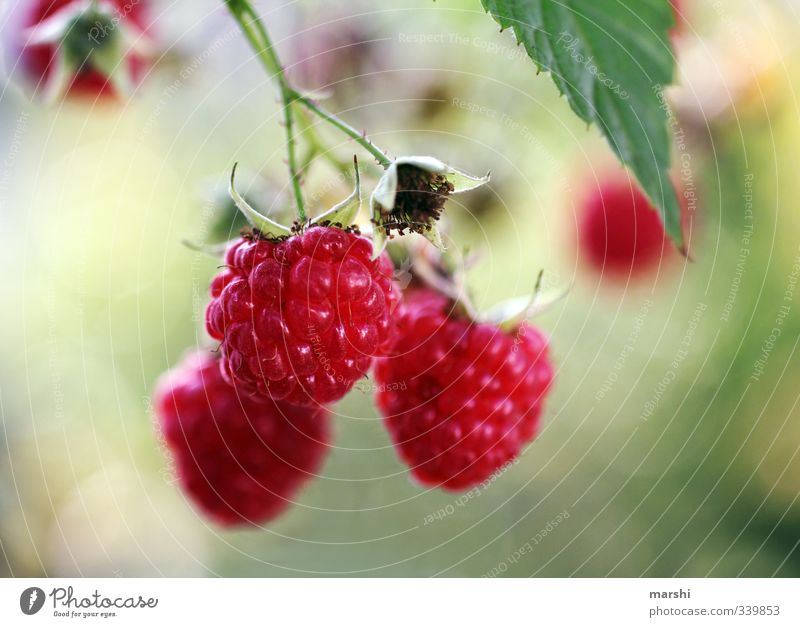 fruity sweet Food Fruit Nutrition Eating Nature Plant Sweet Bushes Garden Raspberry Delicious Tasty Blur Shallow depth of field Colour photo Exterior shot