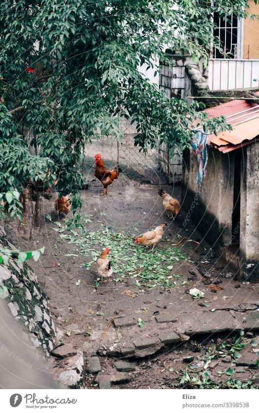 Chickens running free in a yard fowls Rooster cocks Courtyard Farm Free organic Free-range rearing Nature Backyard Asia South East Asia To feed Peck Feed Bird