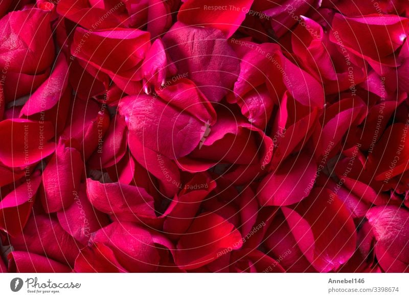 Pile of red rose petals background texture wallpaper scent romantic refreshing plant pile perfume organic natural mosaic macro flower spring blossom arrangement
