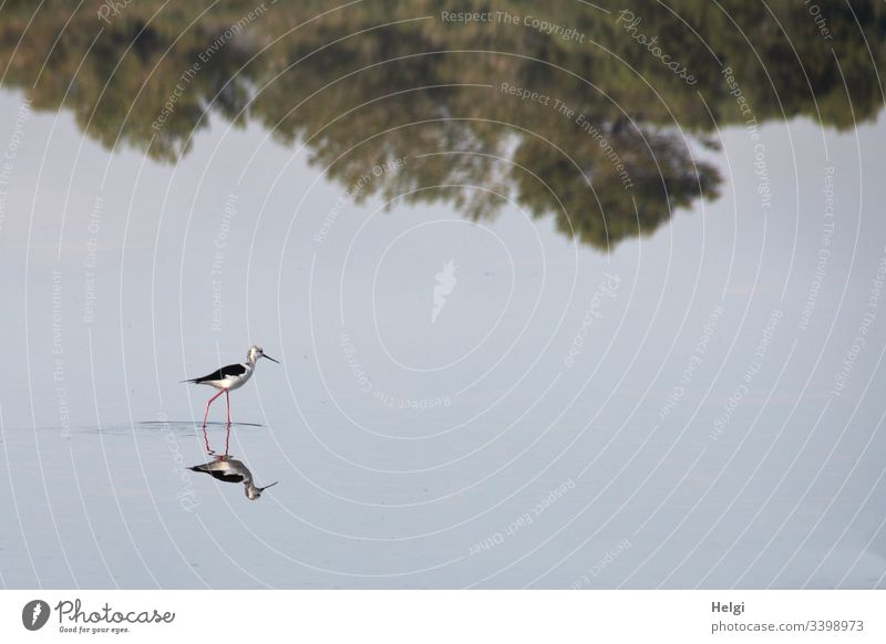 Stiltwalker (bird) in search of food is reflected in a shallow salt lake of a salt extraction plant on Mallorca Bird Avocet Long-legged shallow water zone