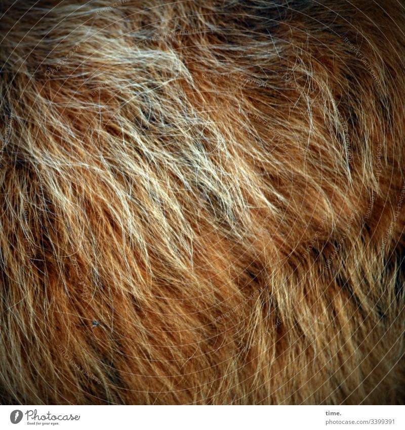 Flea Kati chill Cattle Hair Pelt hair Animal Wild uncombed Surface Mysterious Illuminate Puzzle Inspiration Intensive Diagonal Force Bright Reddish Pattern