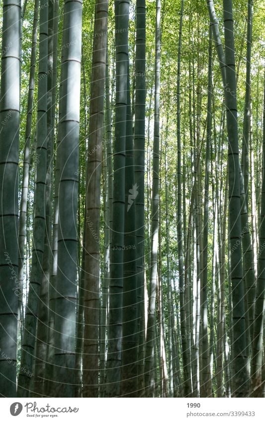 Another Bamboo Forrest Bamboo stick bamboo forest Japan Travel photography Green Plant Nature Asia Forest Exterior shot Exotic Shadow