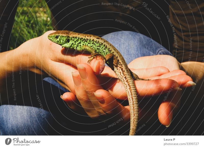 Small green lizard on woman's hands small Reptiles reptile Animal Green Nature Wild animal Close-up Animal portrait exotic beautiful round eyes black long tail