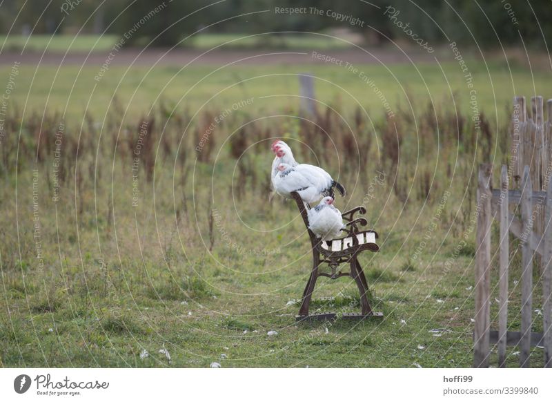 Sundheimer chickens on a bench Slender-billed Scrub Fowl Poultry hen Rooster Natural Ecological Agriculture sustainability Sustainability Species-appropriate