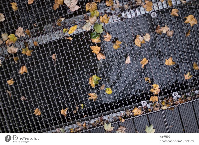 Autumn leaves on the grating Autumnal colours Metal grid Drops of water Puddle flaked Early fall Wet Water Reflection