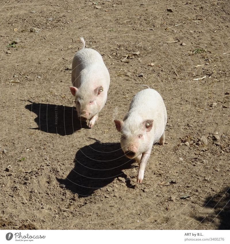 Two little pigs and their shadows curious pigs piggy Sow sows Piglet Farm animals little piggies Mammal inquisitorial joyfully klei Boy (child) cub