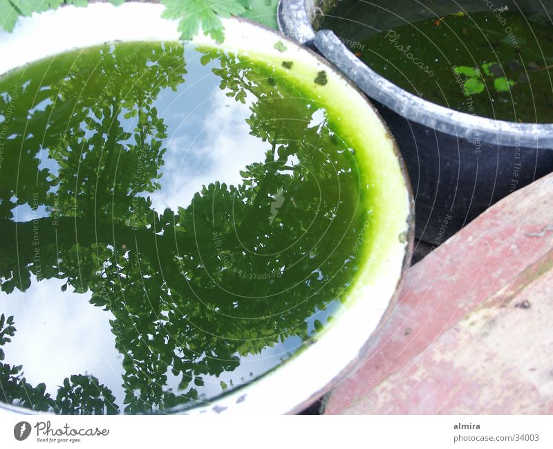 Summer on Rügen Tree Reflection Green Plant Water Garden rain tub