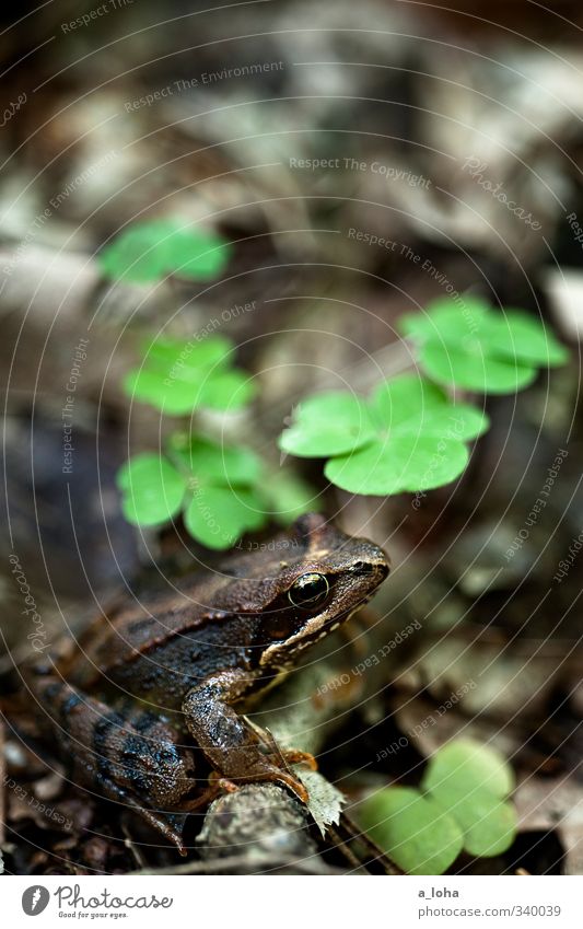 underneath Environment Nature Plant Animal Elements Earth Spring Leaf Clover Four-leafed clover Forest Wild animal Frog 1 Observe Sit Wait Cold Wet Under Brown