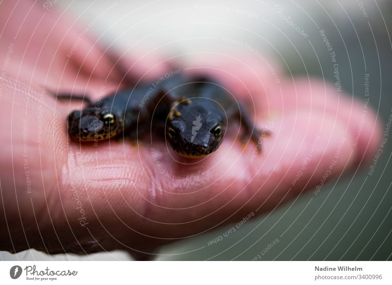 Two pigs on one hand Newt Amphibian Animal Colour photo Nature Exterior shot Close-up Day Black Hand Retentive Brown Animal portrait Shallow depth of field