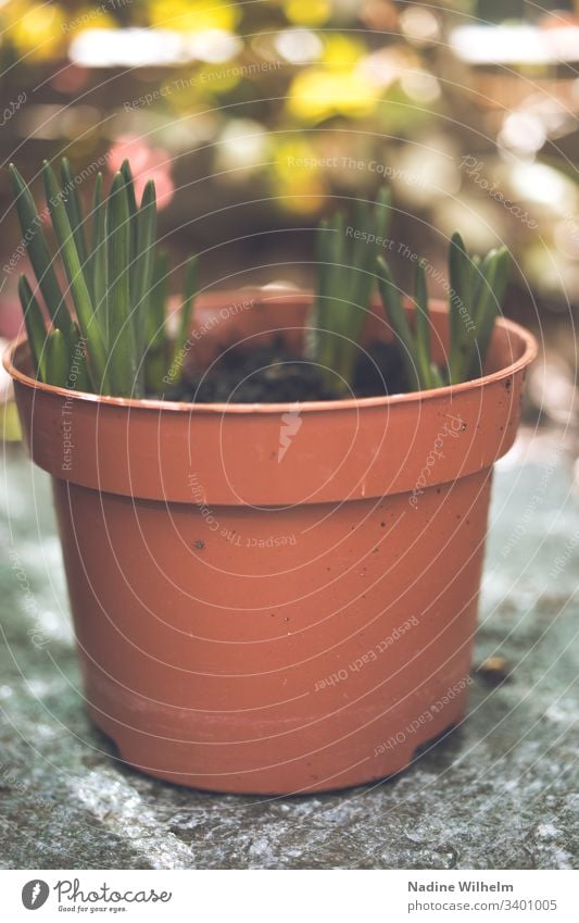 Spring is approaching Plant Pot plant Green Colour photo Flower Exterior shot Shallow depth of field Nature Garden Detail Close-up Macro (Extreme close-up) Blur