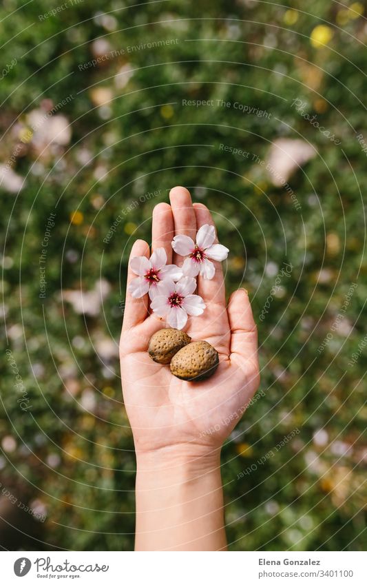 Top view of woman holding almond shells and almond flowers in her palm in the field. Amazing beginning of spring. Selective focus on her hand. palms almonds