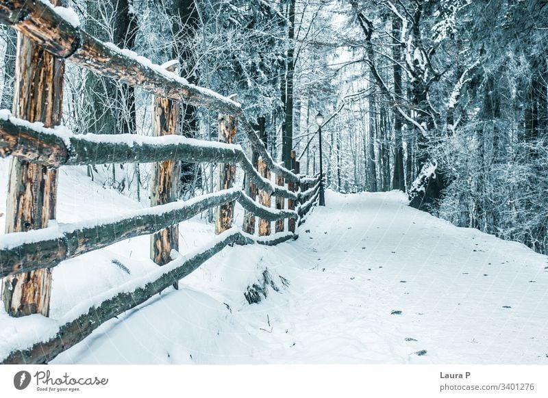 Path in the park in winter, covered with snow path wood wooden fence forest trees beauty beautiful Snow Tree Cold Nature walk no one empty relax quiet