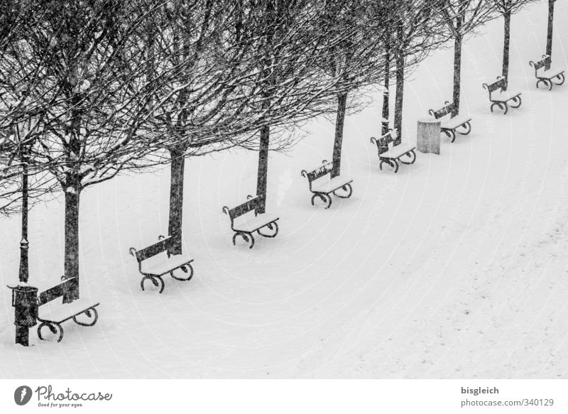 Prague Winter Tree Capital city Park Places Black White Snow Cold Bench Black & white photo Exterior shot Deserted Copy Space bottom Day