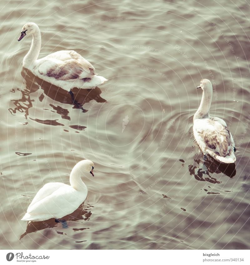 swans Spring Lake Bird Swan 3 Animal Baby animal Animal family Swimming & Bathing Brown Gray Colour photo Subdued colour Exterior shot Deserted Day