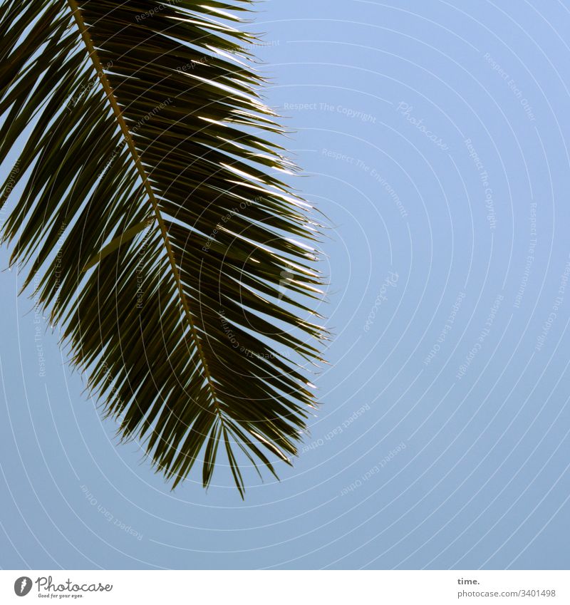 Greetings from above Palm tree detail Surface Blue lines sunny Sky palm leaf sparkle hang Nature Plant Splay Side by side Parallel Shadow