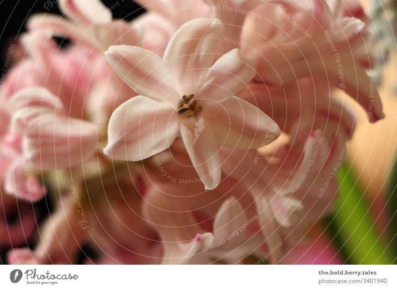 Hyacinth pink Beautiful weather Close-up Natural Nature Growth Hyacinthus Blossoming Joie de vivre (Vitality) Happiness Fresh Flower Friendliness Plant Spring