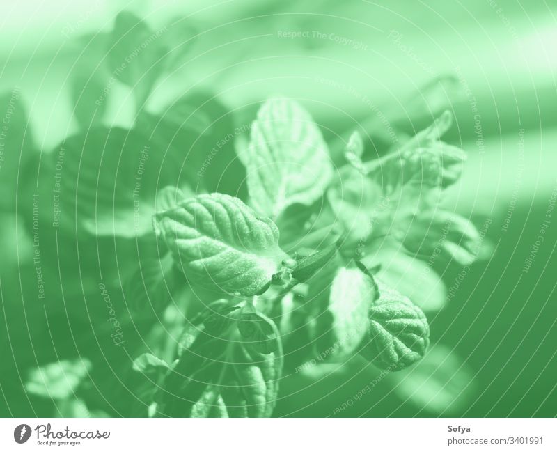 Mint herb plant macro shot. Mint green color 2020 nature mint neo green green mint leaves design peppermint vegetation grow sun color year sunshine wallpaper