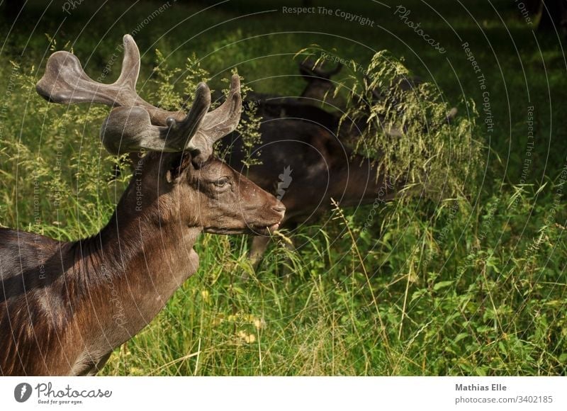 Young deer with small antlers stag Rutting season Autumn Deer Upper body Animal portrait Shadow Close-up youthful animal world Ruminant monitoring Mammal fauna