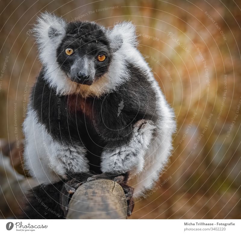 Vari with dreamy view Variegated Lemur Monkeys Half-apes Animal face Eyes ears Nose Legs paws Sit Looking eye contact Dreamily look at Observe Nature