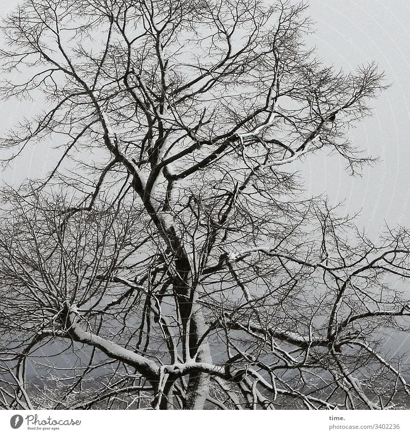 Spring Rigidity tree branches twigs Tree trunk Sky Complex disheveling Life Bleak Death chilly hang spring Winter Snow Frost